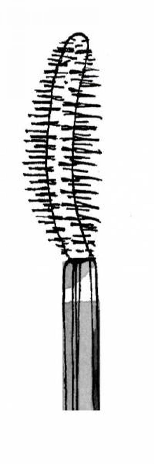 Виды кисточек для туши. 7 видов кисточек для туши: как в них разобраться?