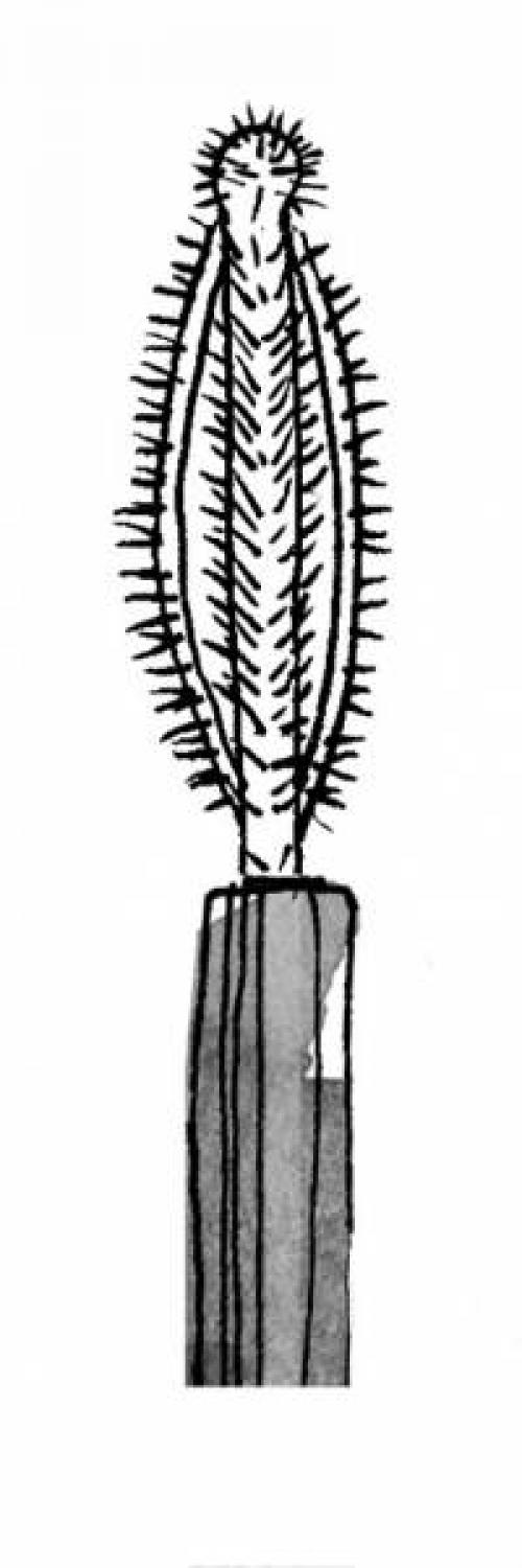 Виды кисточек для туши. 7 видов кисточек для туши: как в них разобраться?