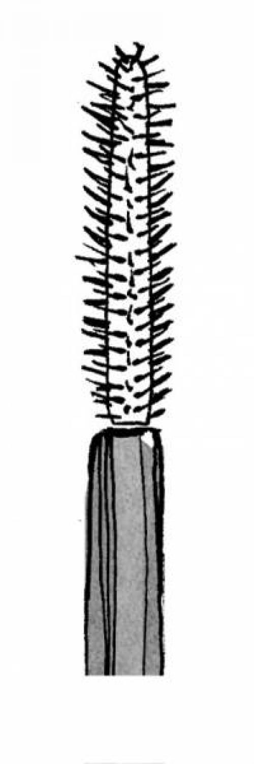 Виды кисточек для туши. 7 видов кисточек для туши: как в них разобраться?