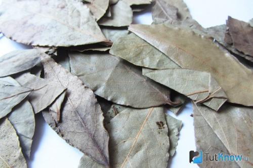 Отвар лаврового листа для лица. В борьбе с морщинами поможет отвар лаврового листа 06 Отвар лаврового листа для лица. В борьбе с морщинами поможет отвар лаврового листа 06