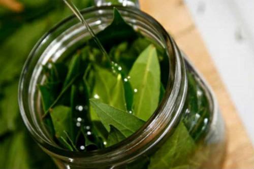 Тоник из лаврового листа в домашних условиях. Рецепты домашнего лосьона из лаврового листа, эффективного против прыщей