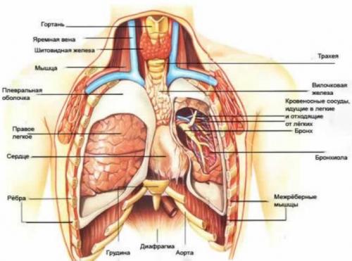 Стреляющая боль под правой грудью. Чем вызвана боль под правой грудью у женщин: причины, диагностика и лечение