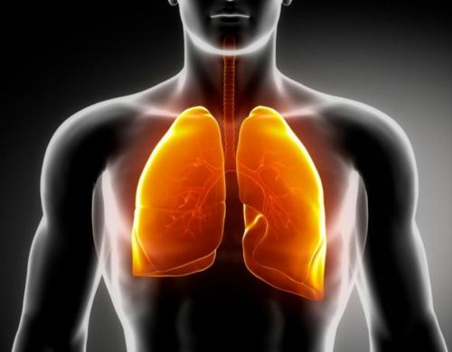 Травы для очищения организма. Очищение организма от шлаков с помощью трав 07 Травы для очищения организма. Очищение организма от шлаков с помощью трав 07