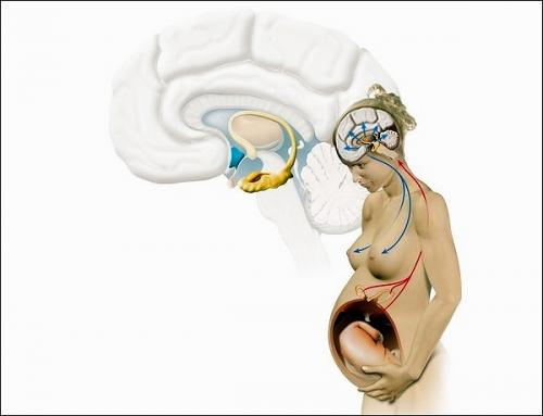 Пролактин, как понизить. Как понизить пролактин — советы и способы