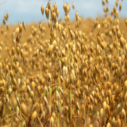 Овес при циррозе печени. Лечение цирроза печени овсом