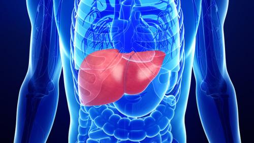 Лечение печени народными средствами расторопша. Расторопша для печени