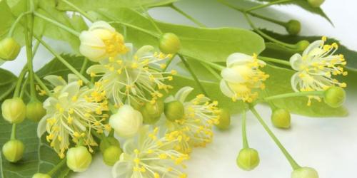 Омела белая для похудения. Липа и омела для похудения