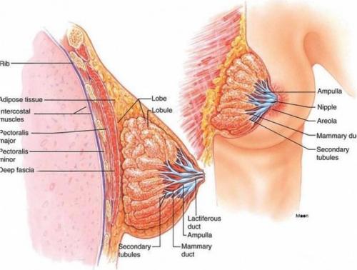 Пролактин и лишний вес у женщины. Пролактин и лишний вес 01