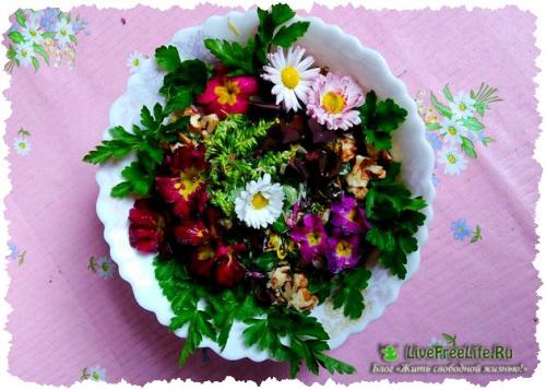 Сыроедение для начинающих меню на неделю. Список блюд на неделю 03 Сыроедение для начинающих меню на неделю. Список блюд на неделю 03