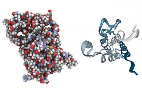 Пролактин норма у женщин. Таблица норм по возрасту у женщин гормона пролактин