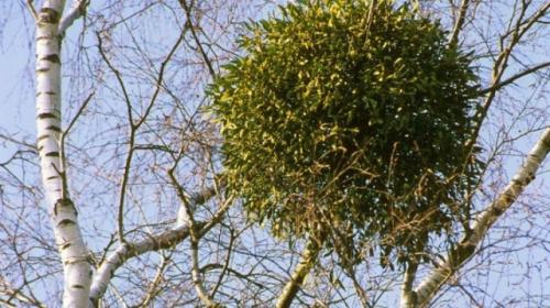 Омела белая лечебные свойства и противопоказания для похудения. Почему липа и трава омела белая применяется для похудения? 02