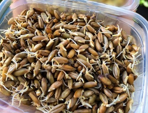 Как заварить овес для очистки печени. Как правильно заварить овес для печени 18