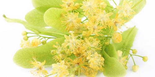 Липа для похудения, как принимать и сколько. Как липовый цвет способствует похудению