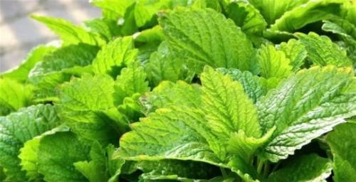 Состав монастырского чая. Небольшая критика