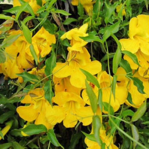 Очищение организма от шлаков препараты. Препараты для очищения организма