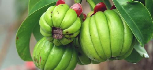 Гарциния для похудения. Как гарциния камбоджийская может помочь в похудении? 7 полезных свойств растения для организма человека