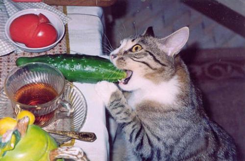 Проблемы вегетарианцев. Проблемы вегетарианства