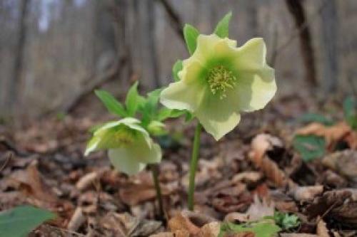 Морозник кавказский применение для похудения. Морозник кавказский – применение для похудения 01