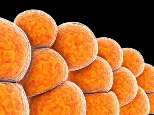 Возвращается ли жир после липолитиков. Липолитики, спасение или непоправимый вред