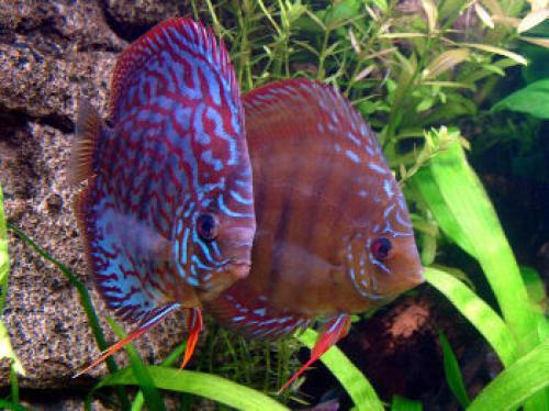 Рыба и вегетарианство. Едят ли вегетарианцы рыбу?