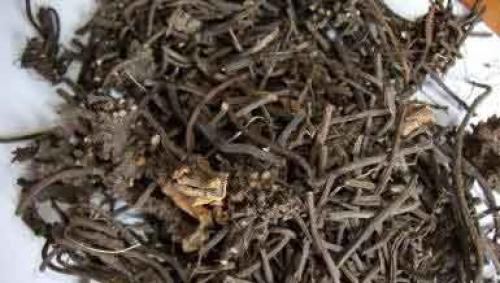 Морозник и алкоголь. В чем уникальность морозника?