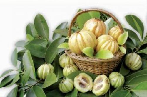 От похудения бобы. Волшебные бобы — эффективный препарат для похудения