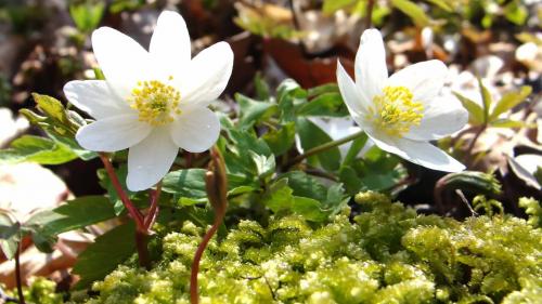 Морозник и алкоголь. В чем уникальность морозника?