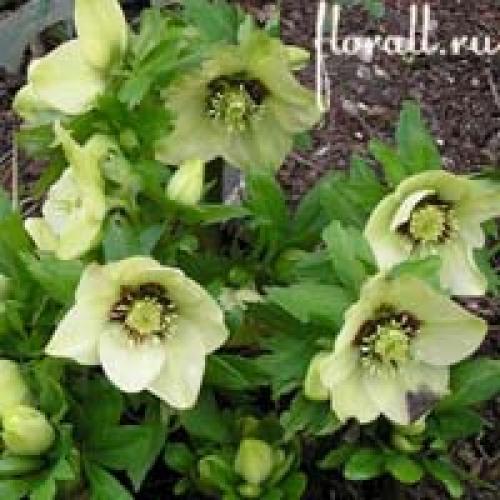 Как пить морозник. Морозник кавказский: свойства, инструкция по применению 01 Как пить морозник. Морозник кавказский: свойства, инструкция по применению 01