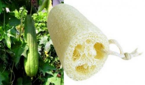 Мочалка мыло. Натуральное мыло-мочалка с люфой