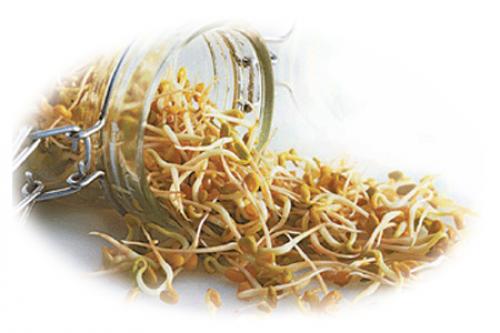 Пророщенные зерна пшеницы-купить. Пророщенные зерна пшеницы