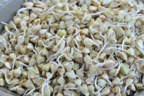 Сыроедческие рецепты для детей. На второе