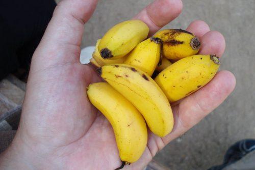 Бананы вместо сладкого. Какие бананы самые сладкие в мире и почему их не продают в магазинах