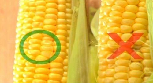 С чем есть кукурузу. 5 простых советов. Как выбирать кукурузу
