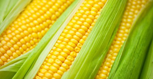 С чем есть кукурузу. 5 простых советов. Как выбирать кукурузу