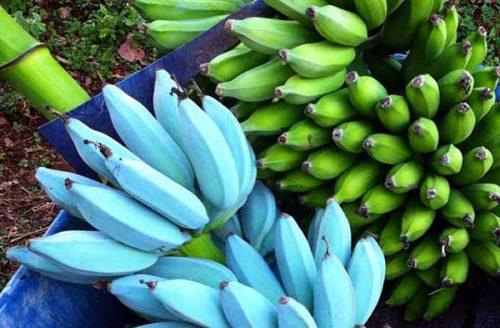 Бананы вместо сладкого. Какие бананы самые сладкие в мире и почему их не продают в магазинах