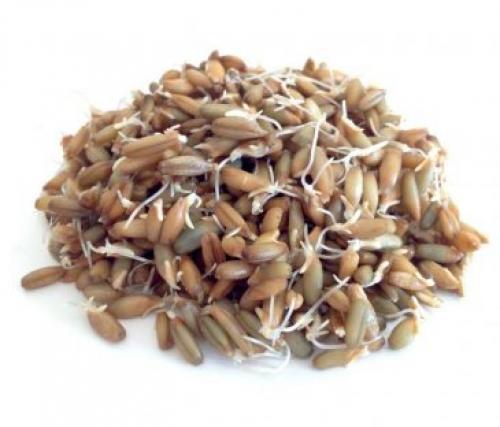 Отвар овса, как правильно приготовить. Лечебные свойства отвара из овса