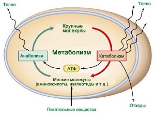 Капсулы для ускорения обмена веществ. Препараты для ускорения и улучшения метаболизма