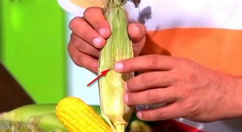 С чем есть кукурузу. 5 простых советов. Как выбирать кукурузу