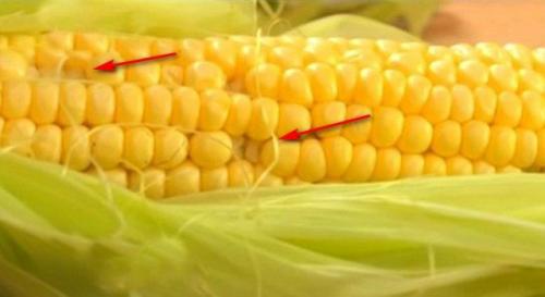 С чем есть кукурузу. 5 простых советов. Как выбирать кукурузу