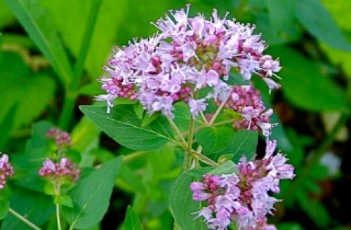 После похудения пропали месячные. Почему при резком похудении пропадают месячные 05