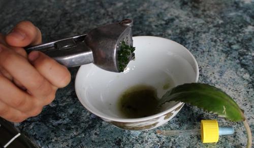 Что можно приготовить из каланхоэ. Применение