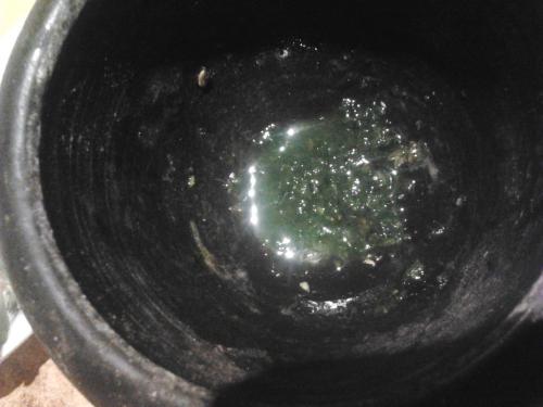 Каланхоэ для волос. Сок каланхоэ применение в масках , 3 варианта