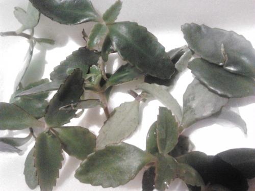 Каланхоэ для волос. Сок каланхоэ применение в масках , 3 варианта