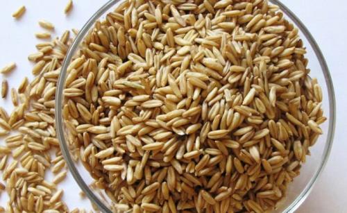 Восстанавливаем печень настоем из овса и шиповника. Лечебный напиток из овса для восстановления печени