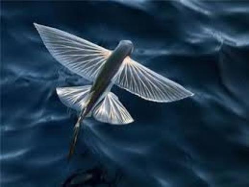 Можно ли есть рыбу вегетарианцам. Едят ли вегетарианцы рыбу?