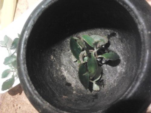 Каланхоэ для волос. Сок каланхоэ применение в масках , 3 варианта