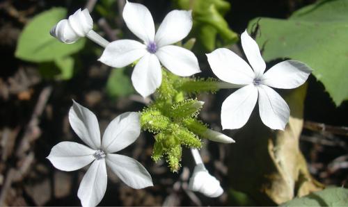 Травяной сбор для похудения. Травы и сборы, эффективно способствующие похудению 11 Травяной сбор для похудения. Травы и сборы, эффективно способствующие похудению 11