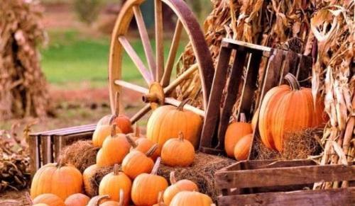 Тыквенная диета irecommend. Тыквенная диета: рецепты тыквенного супа и отзывы похудевших