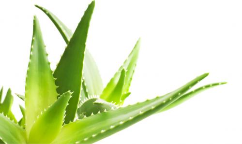 Травяной сбор для похудения. Травы и сборы, эффективно способствующие похудению 09 Травяной сбор для похудения. Травы и сборы, эффективно способствующие похудению 09