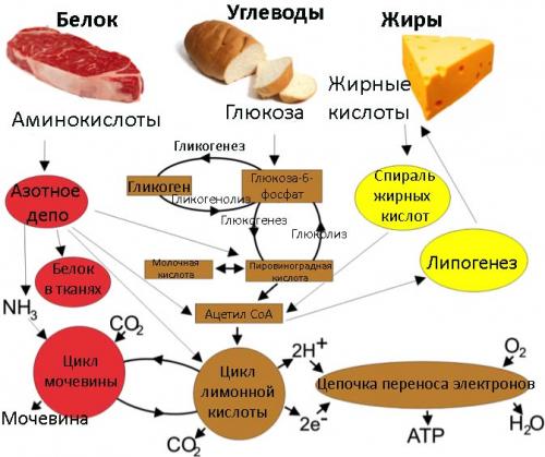 Капсулы для ускорения обмена веществ. Препараты для ускорения и улучшения метаболизма